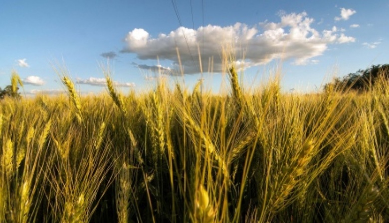 "El Gobierno le tiene que sacar urgente las retenciones al trigo", pide productor que votó a Milei