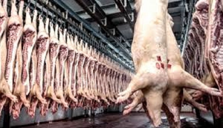 Dramática situación de pequeños productores de carne de cerdo por la apertura importadora