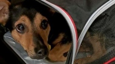 El perro "Coco" terminó la cuarentena y vuelve con su familia a Córdoba