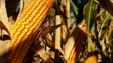 Las exportaciones de maíz cayeron 40% en los primeros seis meses de la campaña comercial del cereal