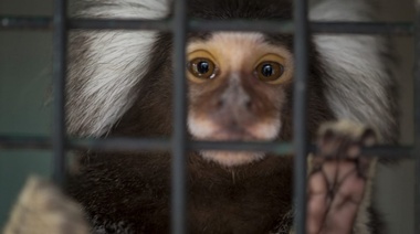 Trasladan siete monos tití que permanecían en el ámbito doméstico a un santuario natural