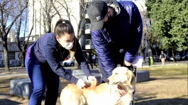 En lo que va del año, el Municipio vacunó a más de 13 mil animales contra la Rabia