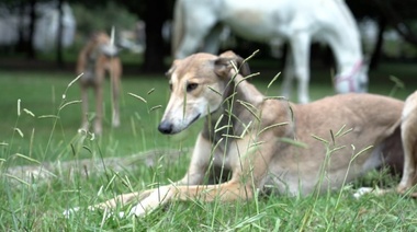 Más de 400 animales ya fueron asistidos en el predio municipal de recuperación veterinaria