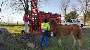 Rescatan a cinco caballos en La Plata en situación de maltrato y los dan en adopción responsable