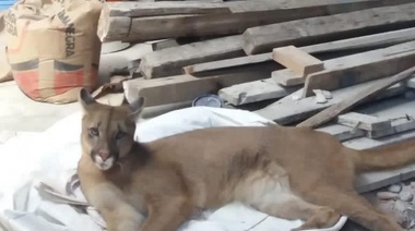 Recuperan una puma robada ayer del ECAS en un garage de una casa en Tolosa