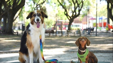 Continúan las jornadas de vacunación veterinaria y refuerzan los operativos para prevenir la gripe aviar