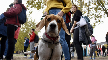 La Plata: Llega un encuentro solidario para difundir el trabajo de asociaciones protectoras de animales