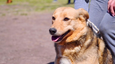 Con doble turno y en distintos barrios platenses, comienza una nueva semana de jornadas veterinarias