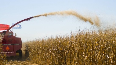 La cosecha de maíz ingresó en su tramo final