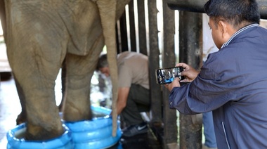 La salud de la elefanta Pelusa: a las 10.30 especialista hindú brinda conferencia de prensa en zoológico