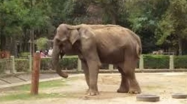 Producen documental sobre elefanta del zoo de La Plata y su viaje a un santuario de Brasil