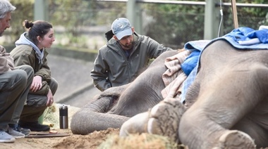 Es muy complicada la salud de la elefanta Pelusa, la que no demuestra ánimo para levantarse