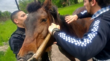 Rescatan cinco caballos con signos de maltrato y promueven su adopción responsable
