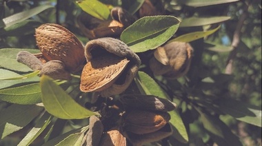 Brasil autoriza por primera vez el ingreso de almendras argentinas a su mercado