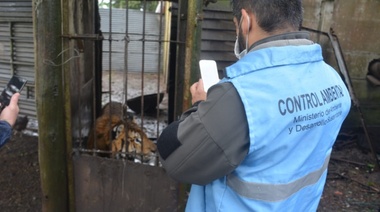 Ambiente allanó un campo en Balcarce por tráfico de fauna silvestre y halló más de 300 animales