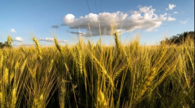 "El Gobierno le tiene que sacar urgente las retenciones al trigo", pide productor que votó a Milei