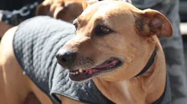 El programa municipal de atención veterinaria recorre Abasto, Olmos, Villa Elvira y más barrios