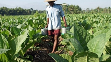 Fijan el precio del kilogramo del tabaco Virginia en $127,93