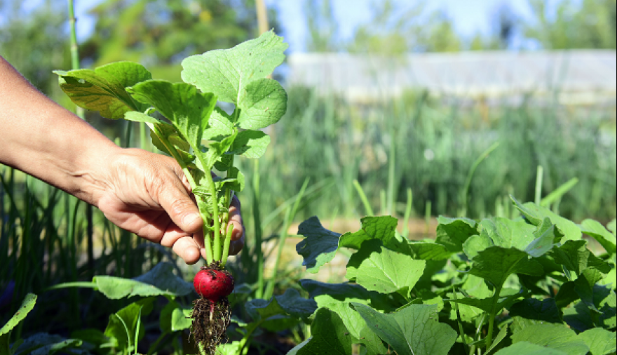 Soberanía alimentaria y productos frescos: abrió la inscripción al curso gratuito de huerta orgánica en La Plata