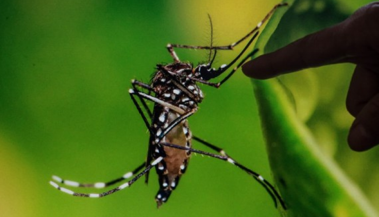 Argentina notifica más de 475.000 casos de dengue en lo que va de 2024
