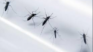 "Con una sola picadura se puede transmitir dengue, la mitad de la población mundial está en riesgo" dice especialista