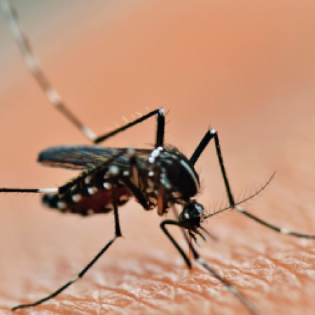 Radicales le piden a Milei que afloje “con el ejército de trolls” y se preocupe por el dengue
