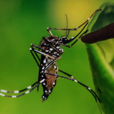 Argentina notifica más de 475.000 casos de dengue en lo que va de 2024
