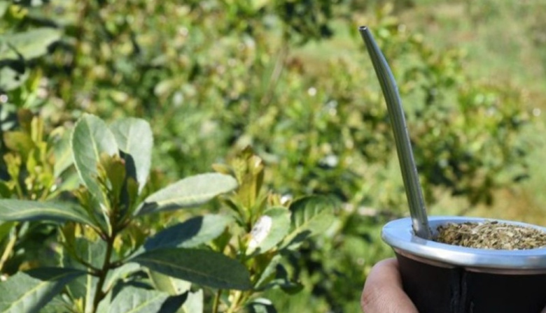 Se eliminan definitivamente las restricciones a la plantación de yerba mate