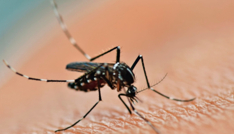 Por dengue, declaran alerta por brote en 17 municipios bonaerenses