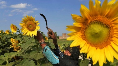 El área sembrada de girasol alcanzó las 617.000 hectáreas en zonas de la Bolsa de Cereal bahiense