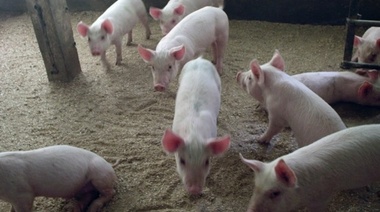Estudio chino advierte de posible nuevo "virus pandémico" en cerdos