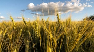 Agricultura amplía prórroga de embarques de trigo por la sequía