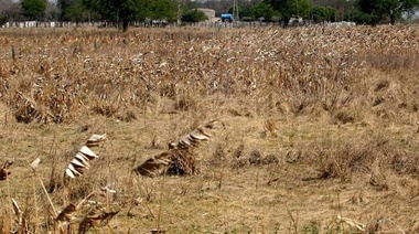 La sequía reduce las previsiones: el PBI subiría cerca de 2% en el año, según Ecolatina