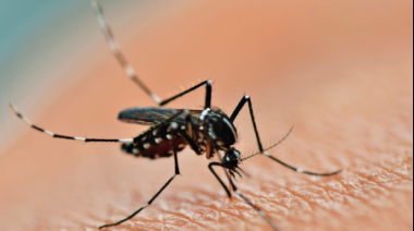 Con 200.000 casos de dengue y fuerte presión popular, el Gobierno de Milei habilitó por 30 días importacion de repelente