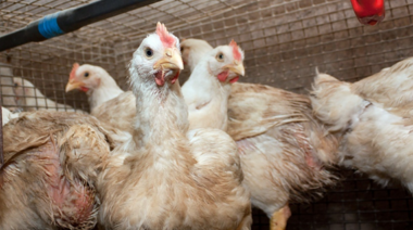 Economía dispone de $ 7.450 millones para asistir productores avícolas afectados por influenza aviar