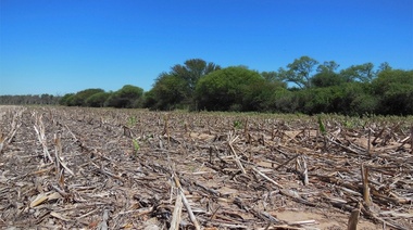 El Ministerio de Ambiente alerta sobre el aumento de la deforestación