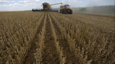 La Pampa sudamericana pierde 20 % de su vegetación natural desde 1985, alerta estudio