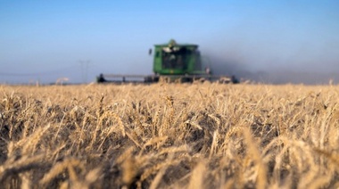 Las 2.480.000 hectáreas de trigo sembradas presentan buena condición