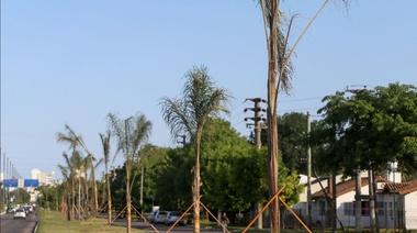 Ciudad verde: colocaron 100 nuevas palmeras en distintos accesos