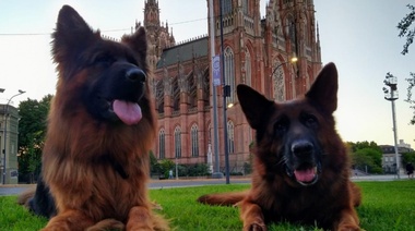 En La Plata teñir una mascota, atropellarla sin asistirla o dejarla abandonada serán actitudes castigadas