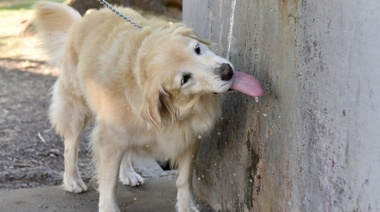 Comuna platense brinda recomendaciones para proteger a las mascotas del calor de verano