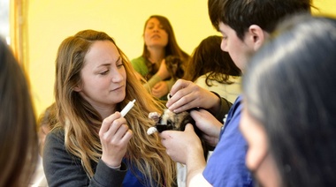 Vacunación de mascotas, Eco Canje y productos a precios accesibles en una nueva edición de "Barrio x Barrio” en Hernández