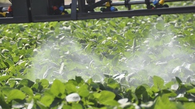 Prorrogan la suspensión de la aplicación de agroquímicos en territorio bonaerense