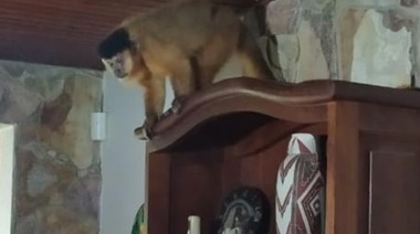 Recuperan un mono que estaba en cautiverio y lo trasladan a espacio de protección