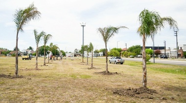 Sumaron nuevas palmeras en el distribuidor de Tolosa para favorecer la absorción de agua de lluvia