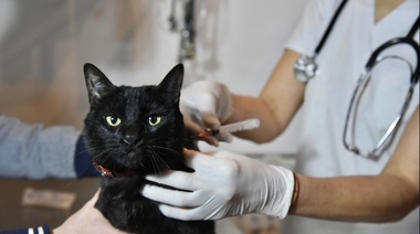 Atención veterinaria gratuita en El Peligro: vacunación y desparasitación de perros y gatos