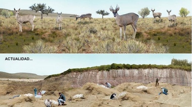 Descubren fósiles de seis ciervos de más de 10 mil años de antigüedad en la ciudad de San Pedro