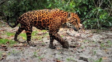 Guardianes de animales en peligro de extinción en ambos extremos bajo una "nube"