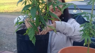 La Justicia ordenó que restituyan plantas de cannabis a una mujer que elaboraba aceite para su nieto