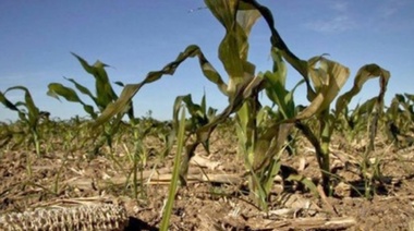 El área en sequía se incrementó en 10 millones de hectáreas a nivel país durante agosto, según SMN